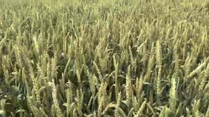 Агрофак-100. Телеграмм: Фугустим. Agronews. Подпишись.