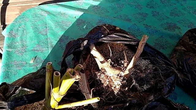 Пробую сохранить однолетние георгины смотреть онлайн