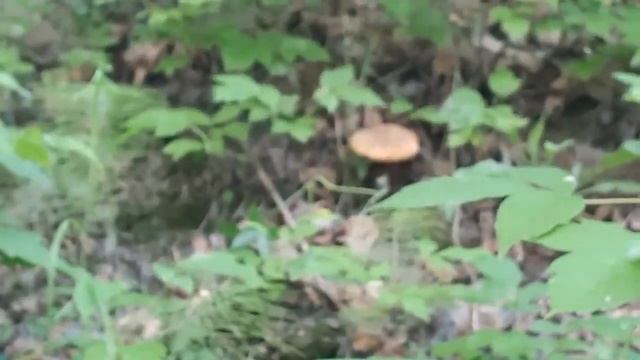 Гриб Боровик Поддубник смотреть онлайн