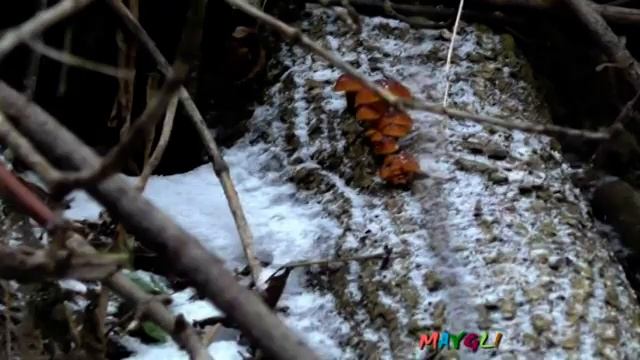 Какие Грибы Растут в Декабре Много разных грибов! смотреть онлайн