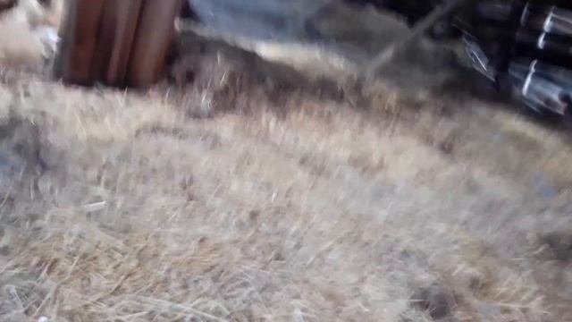 Поиски свинтуса в заброшенном свинарнике