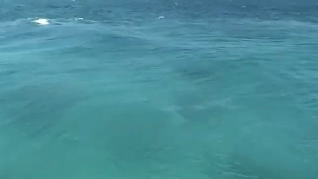 Расслабляющая музыка под необыкновенно красивое море с плывущими дельфинами. Релакс. смотреть онлайн