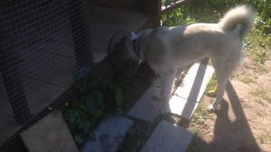 ГЕРДА ЛЕЧИТСЯ,БОЙ РАСТЕТ!!!