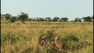 Охота львицы на гиен попала на видео