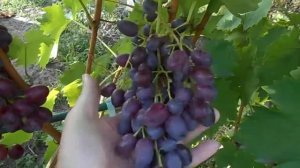 Виноград, кишмиш Бьюти сидлис (Beauty Seedless)