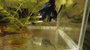 Нерест коронохвостых петушков, от икры до малька