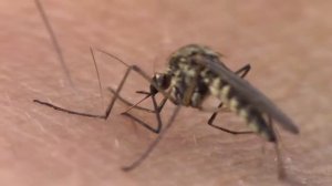 Укус комара