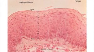 Эпителий пищевода