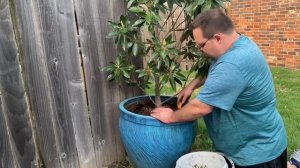 Switching out annual plants in a container with a permanent tree