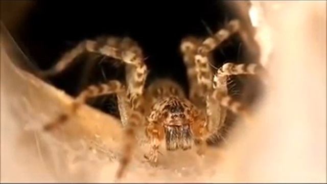 Самые опасные пауки. Ядовитые пауки смотреть онлайн