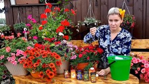 Как укоренить ПЕТУНИЮ, черенкование цветов с препаратом Радигрин