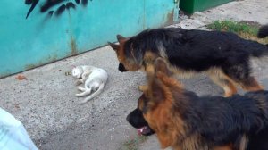 Мир и дружба. Собаки VS Кошки. Умные Немецкие овчарки.