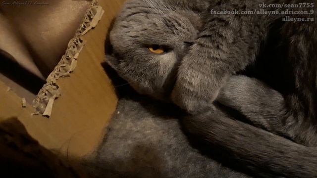 Мой кот Лапик спит, как пограничник Бдит. Пограничник не спит, пограничник щемит.