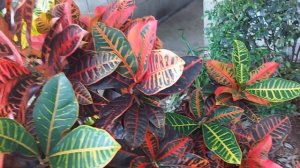 Croton Petra - Codiaeum variegatum