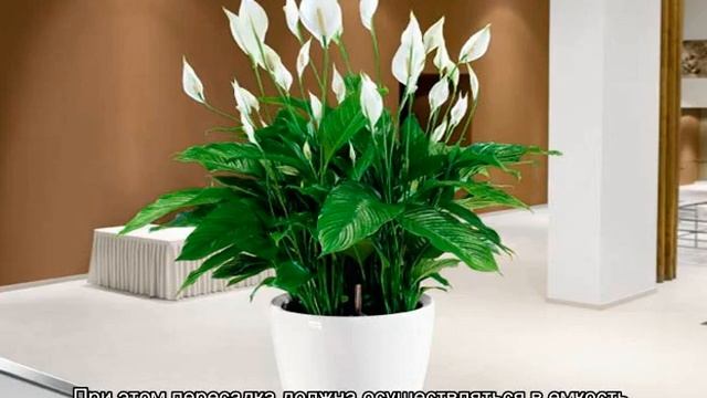 Спатифиллум — пересадка после покупки и при рассадке смотреть онлайн