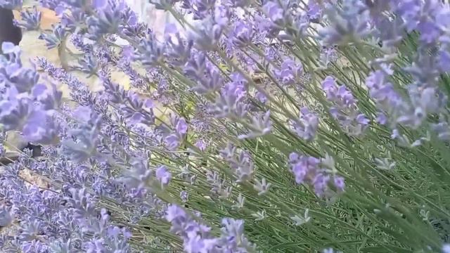 #україна #буша #лаванда #артдрабина #music #douter смотреть онлайн