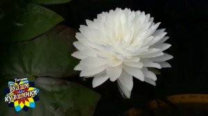 Нимфея Phuttakoon (Пхуттакун) кувшинка, waterlily, водные растения, пруд