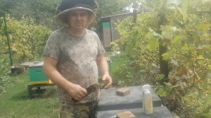 Травим клеща осенью. Апизоль и турецкие полоски.