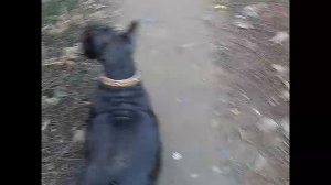 Скотч терьер Адель на прогулке #собака #скотчтерьер