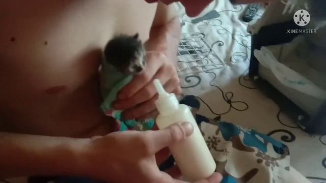Новенькие. Геннадьевна?Петух амераукана.