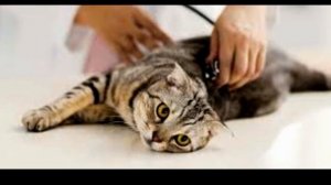 У ВАШЕЙ КОШКИ ПЛОХО ПАХНЕТ ИЗО РТА??? ПРИЧИНЫ НЕ ПРИЯТНОГО ЗАПАХА.