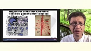 Что мы знаем о белке SMN?