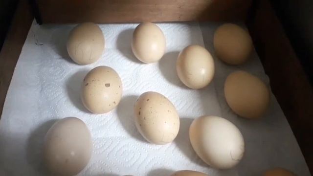 Вылупились цыплята Билефельдер... смотреть онлайн