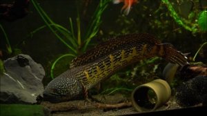 Змееголов золотая кобра (channa golden cobra) Snakehead channa aurantimaculata