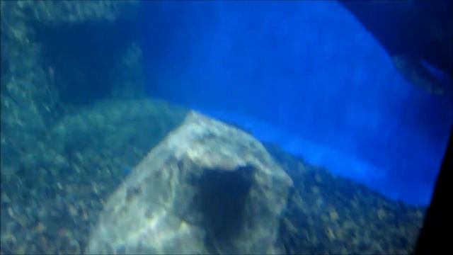 Экскурсия в Океанариум г Владивосток смотреть онлайн