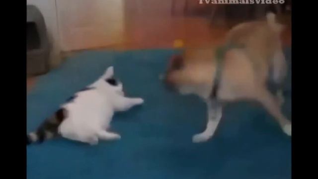 Бойцовские коты смотреть онлайн