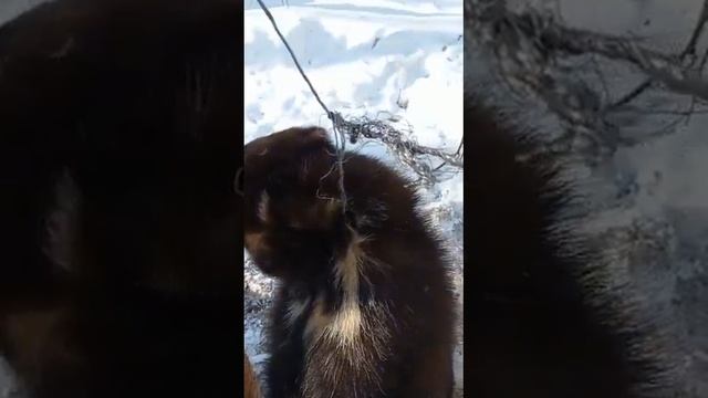 Петля ждала волка, а влетела она... семейства куньих. смотреть онлайн