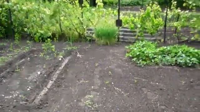 ОЗИМЫЙ ЧЕСНОК и ЧЕСНОК ЯРОВОЙ