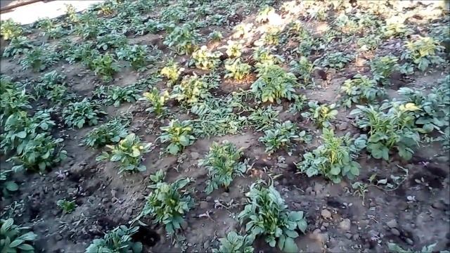 ОБЕД НА ДАЧЕ/НАШИ ПРИВЕТЫ ПОДПИСЧИКАМ/ЛЮБИМАЯ ДАЧА смотреть онлайн