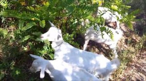 Худоба, борода, шляпа. Отвечаю на личные вопросы.