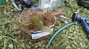 Зеленое черенкование 2023 07 27