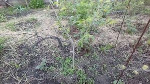 Плодовые деревья формировка Би Баум