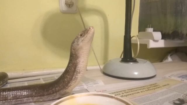 Желтопузик аргон ест под музыку. смотреть онлайн