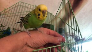 Витамины для попугая