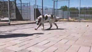 Щенок алабая - САО - Чакра 4 месяца.