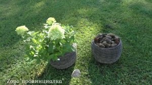 Расследование/ Нашелся ПЕРЕСОРТ-)) /Гортензия Little Passion/ #hydrangea #деревня #обзор #гортензия