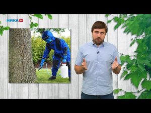 Меры борьбы с короедом на даче