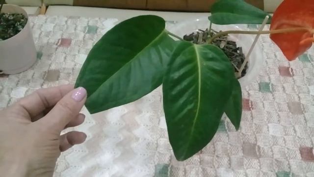 КОМНАТНЫЕ РАСТЕНИЯ. ЦВЕТОЧНЫЕ НОВОСТИ ОЧЕНЬ ХОРОШИЕ! смотреть онлайн