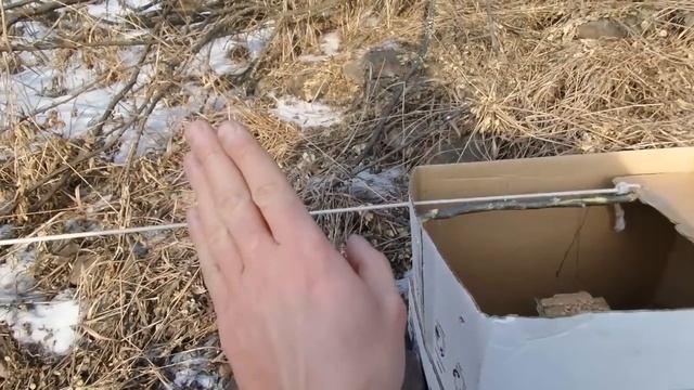 Прикол: как поймать птицу коробкой? / Ловушка из коробки на птицу смотреть онлайн