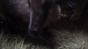 Исследуем коз на предмет сукозности