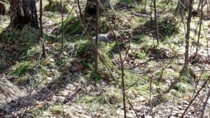 Любопытная белка