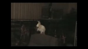 прикол танцующий супер попугай какаду