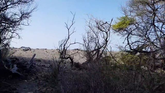 День на Гавайях: кона-кофе, гавайские черепахи, снорклинг с мантами