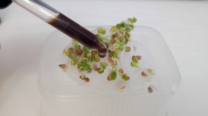 ПАРУ КАПЕЛЬ и Даже Старые СЕМЕНА Быстро ПРОРАСТАЮТ, Рассада Растет Супер Крепкая и Урожайная!