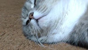 КОТ ШУНЯ СМЕНИЛ ПОЛ,А РОТВЕЙЛЕР СТАЛ ТАЛАНТОМ-САМОУЧКОЙ.