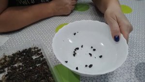 Настурция иноземная, канарская лиана или просто Канарейка